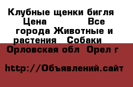Клубные щенки бигля › Цена ­ 30 000 - Все города Животные и растения » Собаки   . Орловская обл.,Орел г.